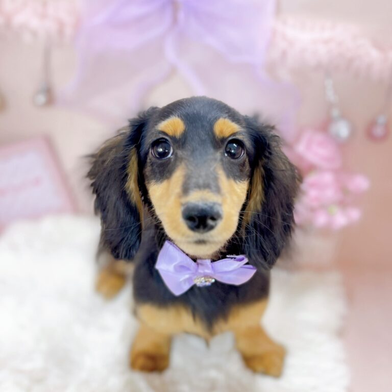 福井県のミニチュアダックスフンド(ロング) (犬の家＆猫の里アミーゴ福井大和田店/2025年12月1日生まれ/女の子/ブラックタン)の子犬の1枚目の画像