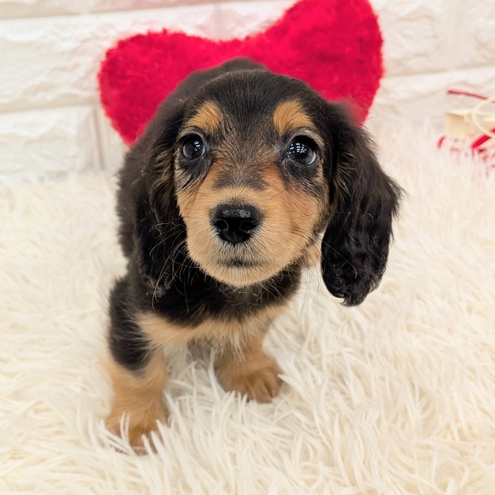 愛知県のミニチュアダックスフンド(ロング) (犬の家＆猫の里MEGAドン・キホーテ東海名和店/2025年12月1日生まれ/男の子/ブラックタン)の子犬の1枚目の画像