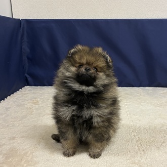 愛知県のポメラニアン (犬の家＆猫の里一宮店/2025年12月2日生まれ/男の子/ウルフセーブル)の子犬の2枚目の画像