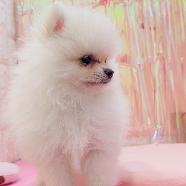 岡山県のポメラニアン (犬の家＆猫の里倉敷店/2025年12月3日生まれ/女の子/クリーム)の子犬の2枚目の画像