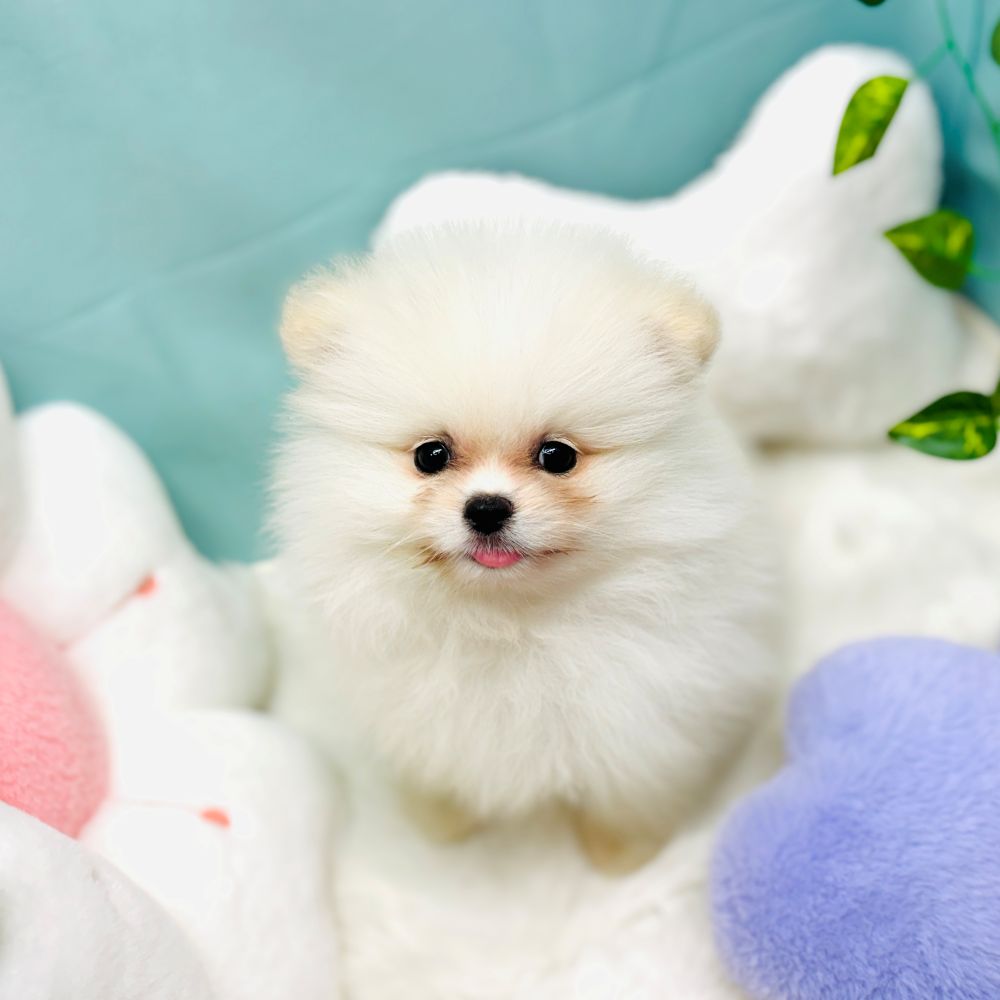 愛知県のポメラニアン (犬の家＆猫の里愛知刈谷店/2025年12月3日生まれ/女の子/クリーム)の子犬の2枚目の画像