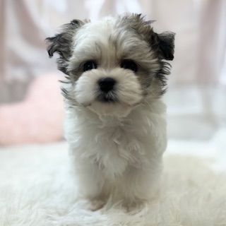 兵庫県のチワマル/マルチワ(チワワ×マルチーズ) (犬の家＆猫の里カナート西神戸店/2025年12月1日生まれ/男の子/フォーンホワイト)の子犬の2枚目の画像