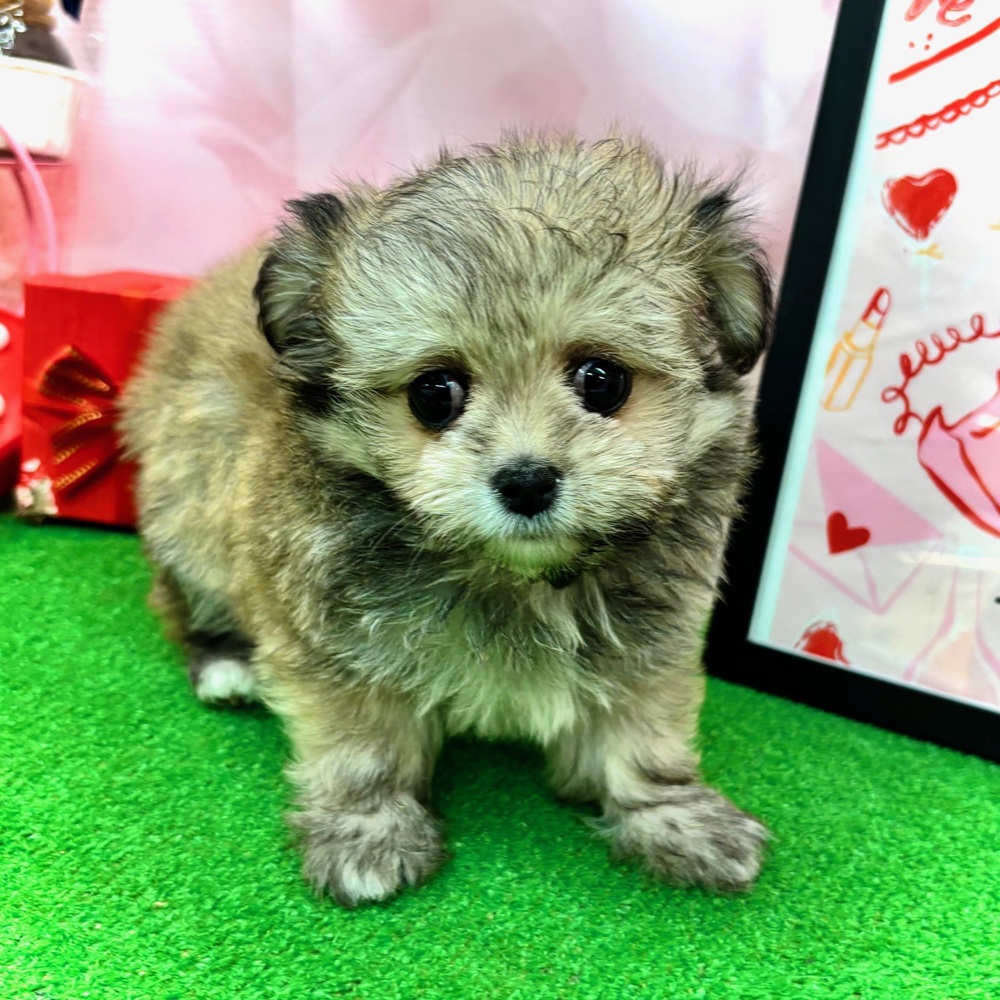 ハーフ犬女の子の写真