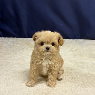 愛知県のチワプー/プーチー(チワワ×プードル) (犬の家＆猫の里一宮店/2025年12月2日生まれ/女の子/クリームホワイト)の子犬の2枚目の画像