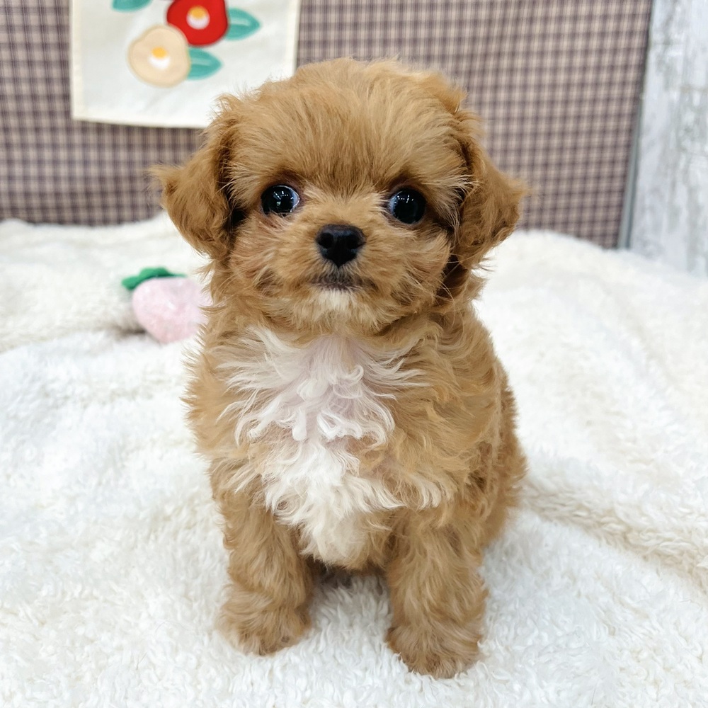 ハーフ犬女の子の写真