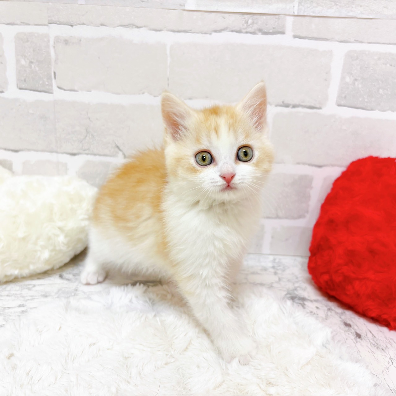 京都府のスコティッシュフォールド (犬の家＆猫の里京都精華店/2025年12月4日生まれ/男の子/レッドタビーホワイト)の子猫の2枚目の画像