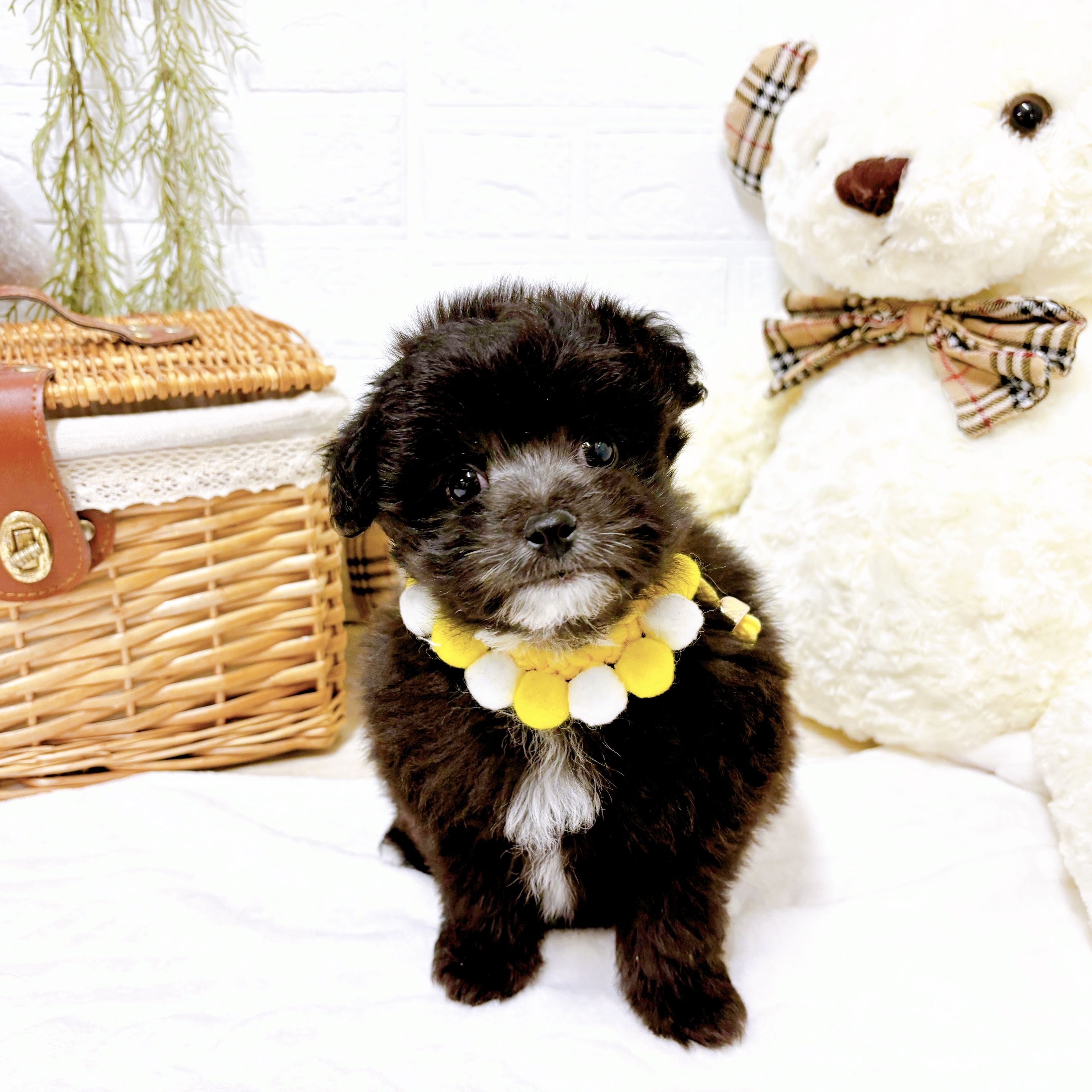 滋賀県のポメプー(ポメラニアン×プードル) (犬の家＆猫の里近江八幡店/2025年12月1日生まれ/男の子/ブラック)の子犬の1枚目の画像