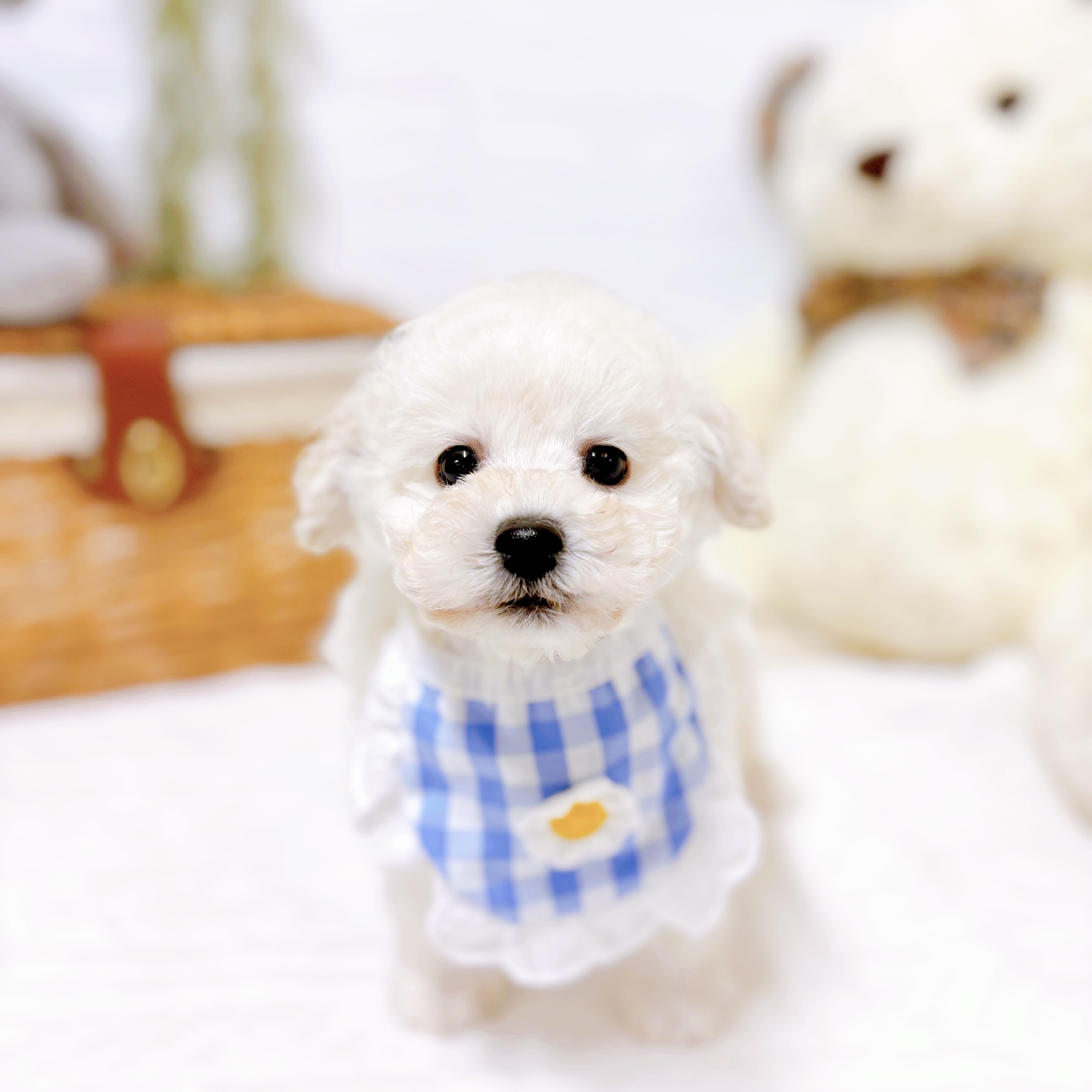 滋賀県のトイプードル ホワイト 男の子のご紹介(199684) | ペット