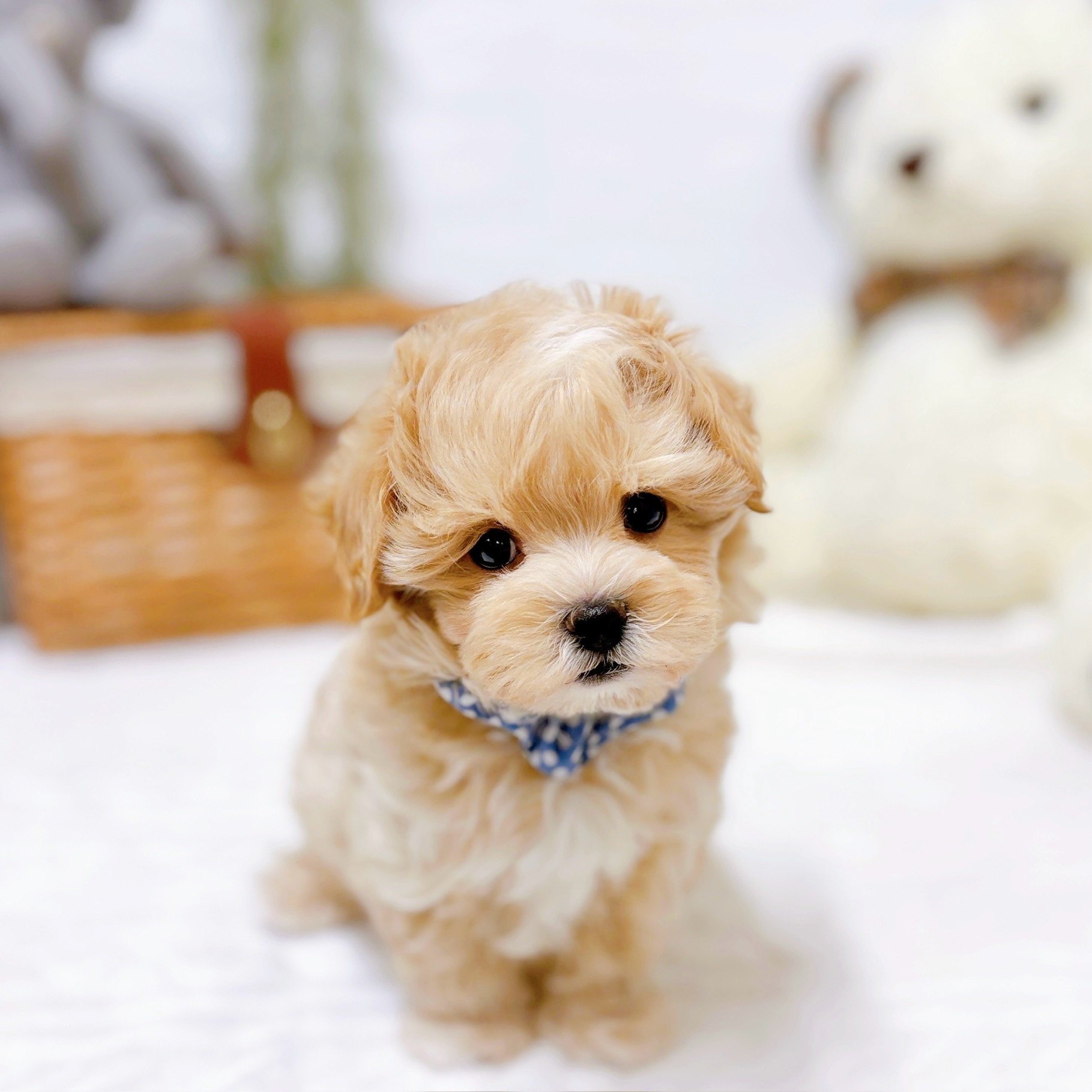 滋賀県のマルプー(マルチーズ×プードル) (犬の家＆猫の里近江八幡店/2025年12月3日生まれ/男の子/クリーム)の子犬の1枚目の画像