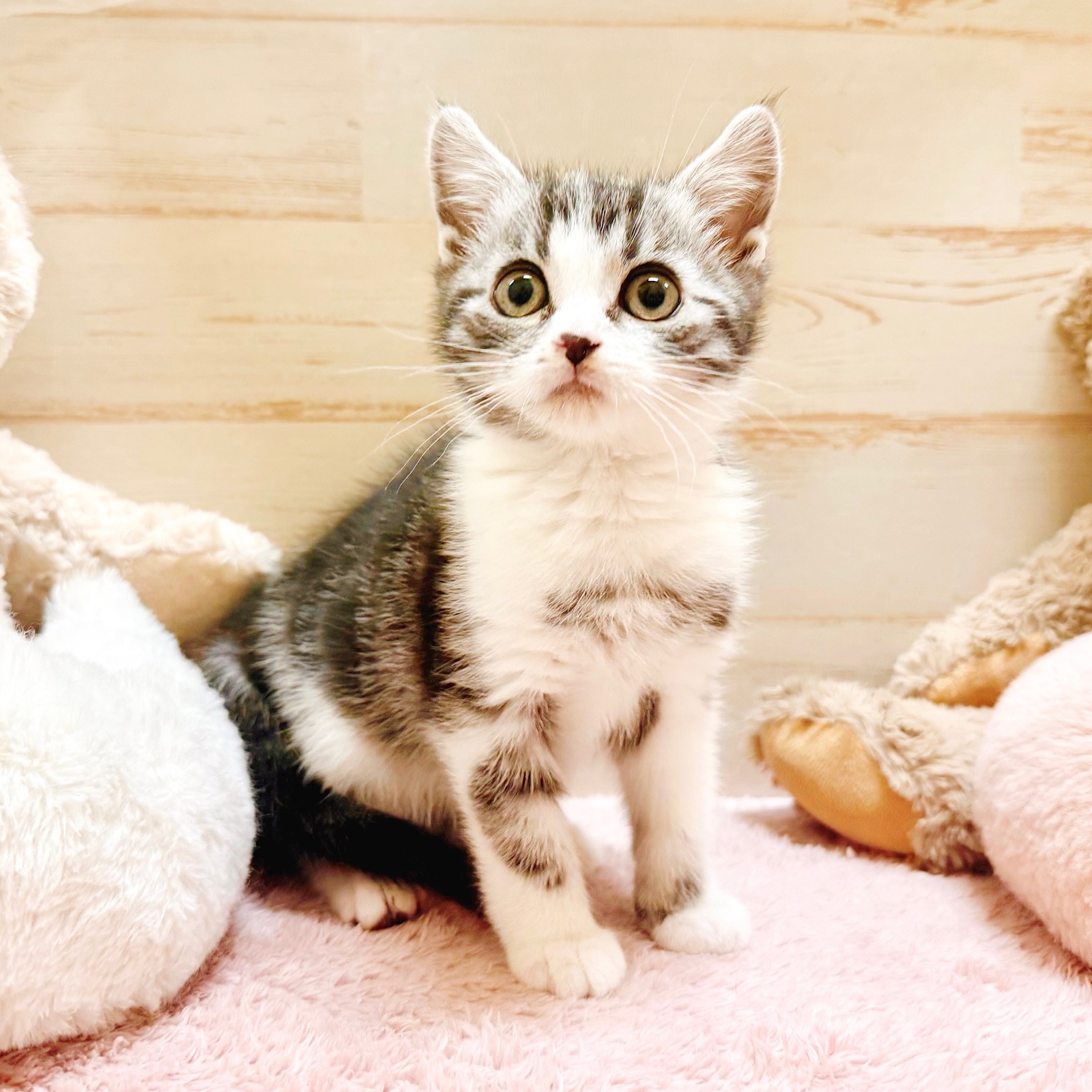 兵庫県のアメリカンショートヘアー (犬の家＆猫の里神戸店/2025年11月29日生まれ/男の子/シルバータビーホワイト)の子猫の2枚目の画像