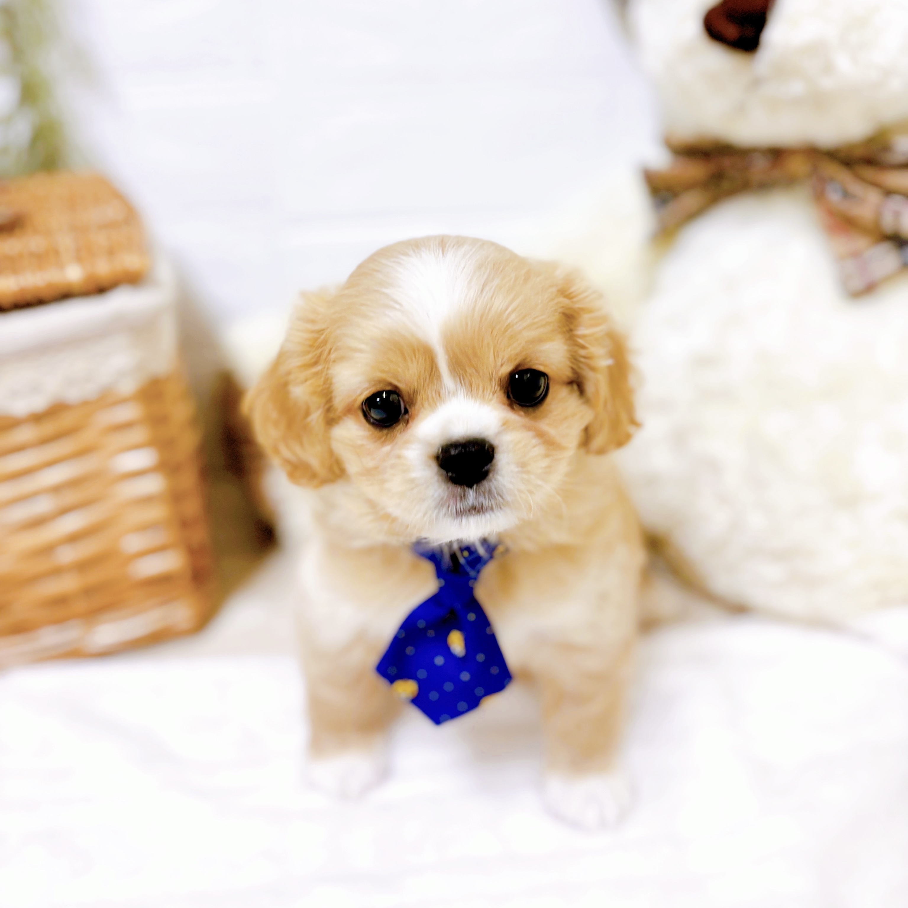 滋賀県のハーフ犬・ミックス犬 (犬の家＆猫の里近江八幡店/2025年12月3日生まれ/男の子/クリームホワイト)の子犬の2枚目の画像