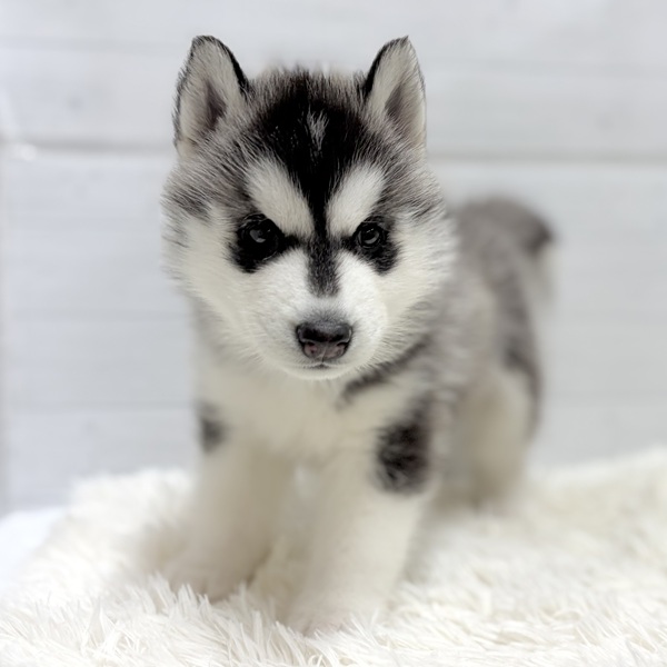 愛知県のシベリアンハスキー (犬の家＆猫の里豊田店/2025年12月5日生まれ/男の子/ブラックホワイト)の子犬の2枚目の画像