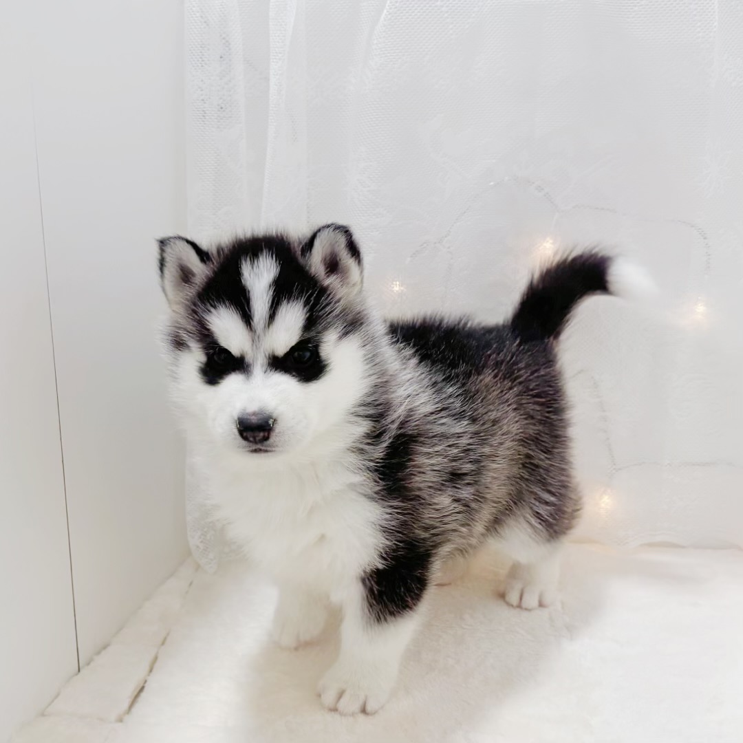 千葉県のシベリアンハスキー (犬の家＆猫の里BIGHOPガーデンモール印西店/2025年12月5日生まれ/男の子/ブラックホワイト)の子犬の2枚目の画像