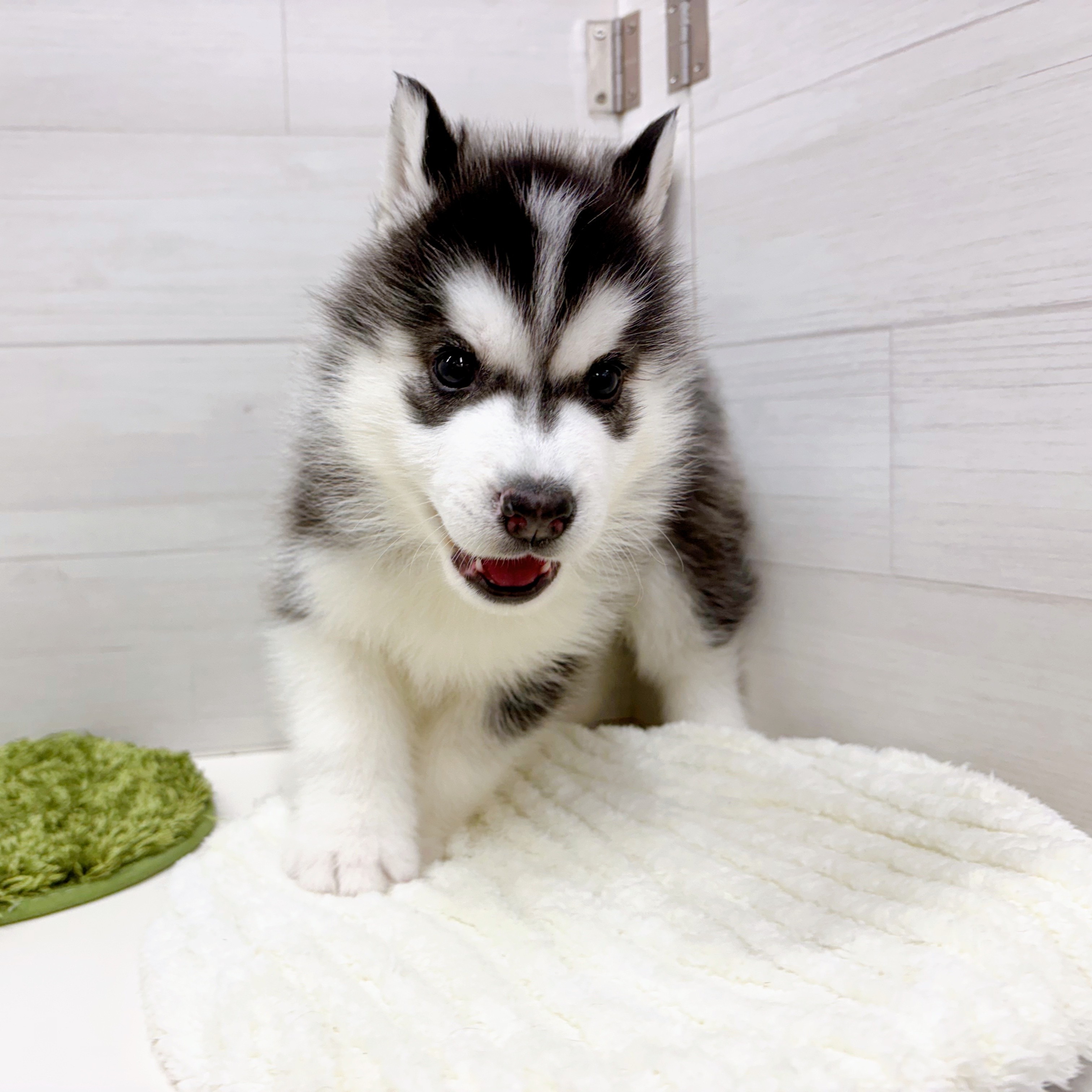 愛知県のシベリアンハスキー (犬の家＆猫の里春日井本店/2025年12月5日生まれ/男の子/ブラックホワイト)の子犬の2枚目の画像