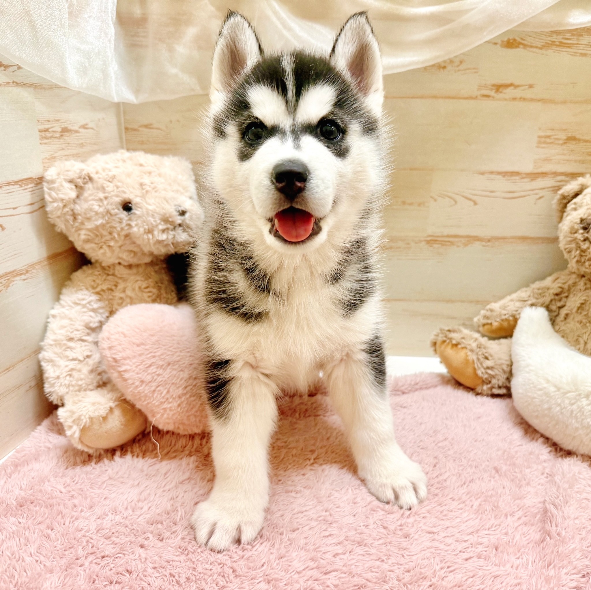 兵庫県のシベリアンハスキー (犬の家＆猫の里神戸店/2025年12月5日生まれ/女の子/ブラックホワイト)の子犬の2枚目の画像