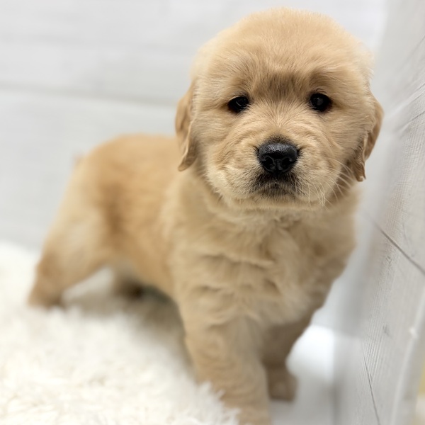 愛知県のゴールデンレトリバー (犬の家＆猫の里豊田店/2025年11月28日生まれ/女の子/ゴールデン)の子犬の2枚目の画像