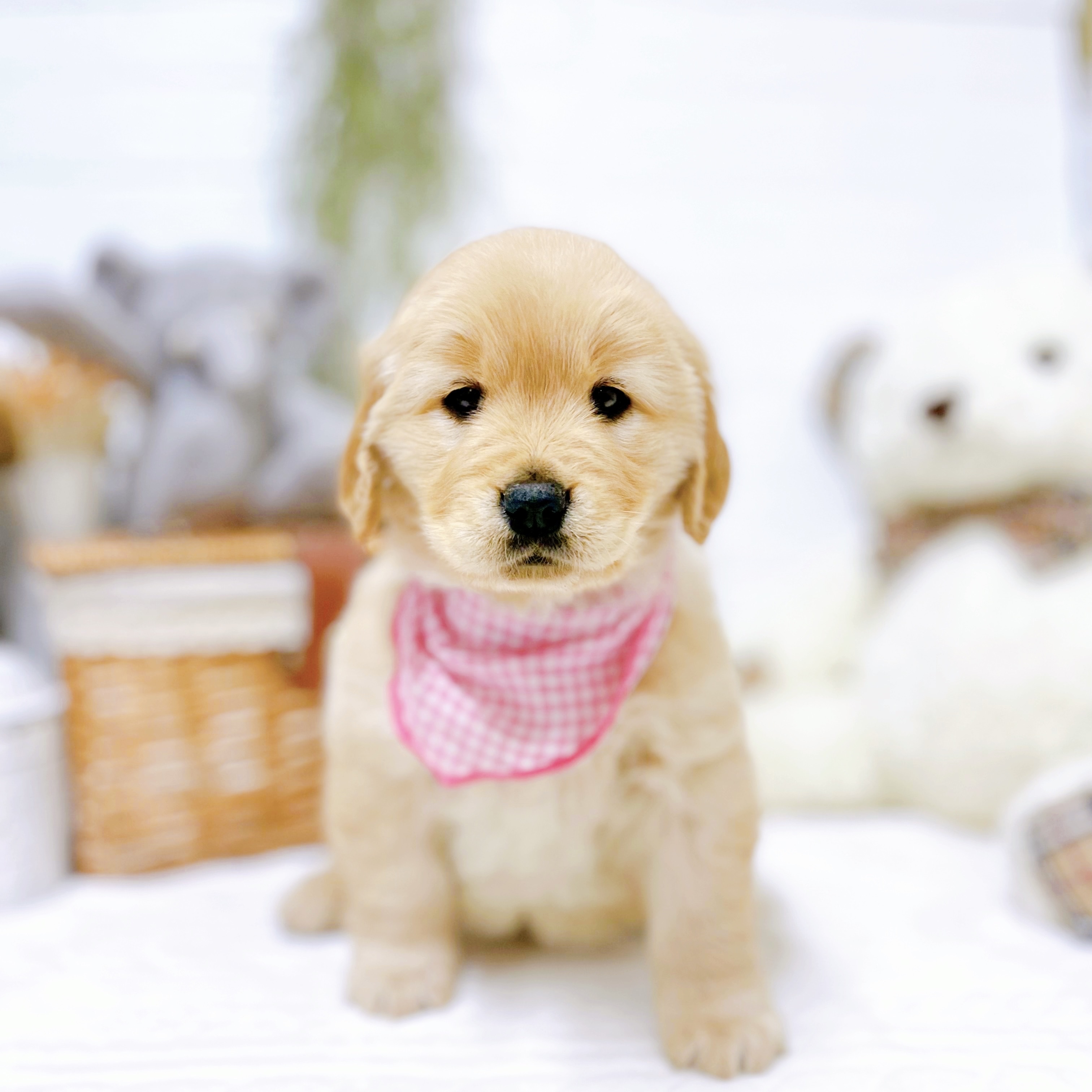 滋賀県のゴールデンレトリバー (犬の家＆猫の里近江八幡店/2025年11月28日生まれ/女の子/ゴールデン)の子犬の1枚目の画像