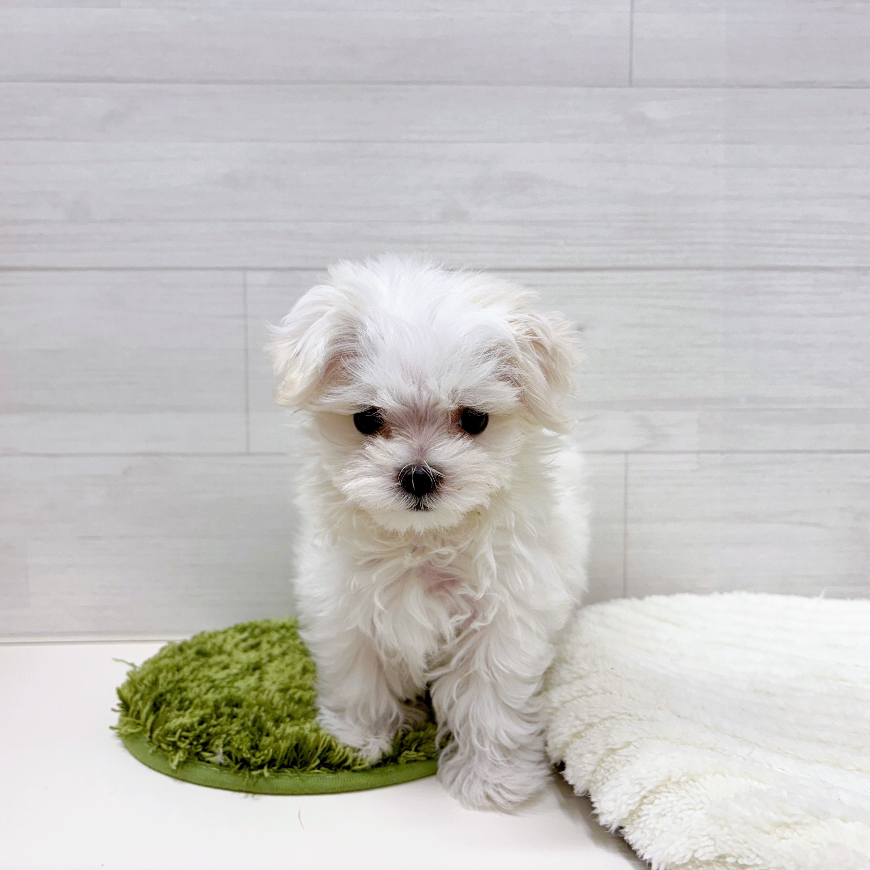 石川県のマルチーズ (犬の家＆猫の里アミーゴ金沢おこばた店/2025年12月5日生まれ/女の子/ホワイト)の子犬の2枚目の画像