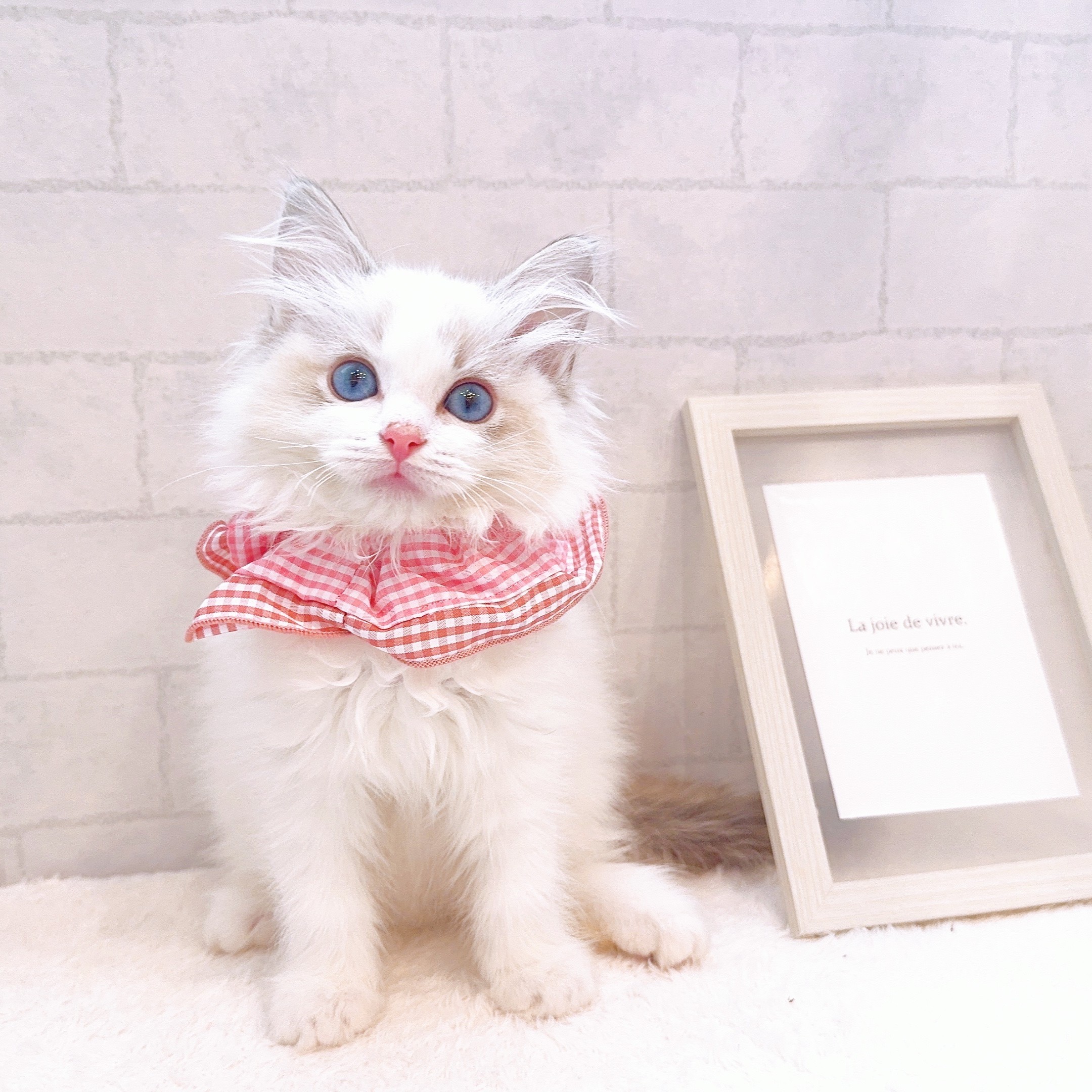 石川県のラグドール (犬の家＆猫の里金沢店/2025年11月28日生まれ/女の子/ブルーポイントバイカラー)の子猫の2枚目の画像