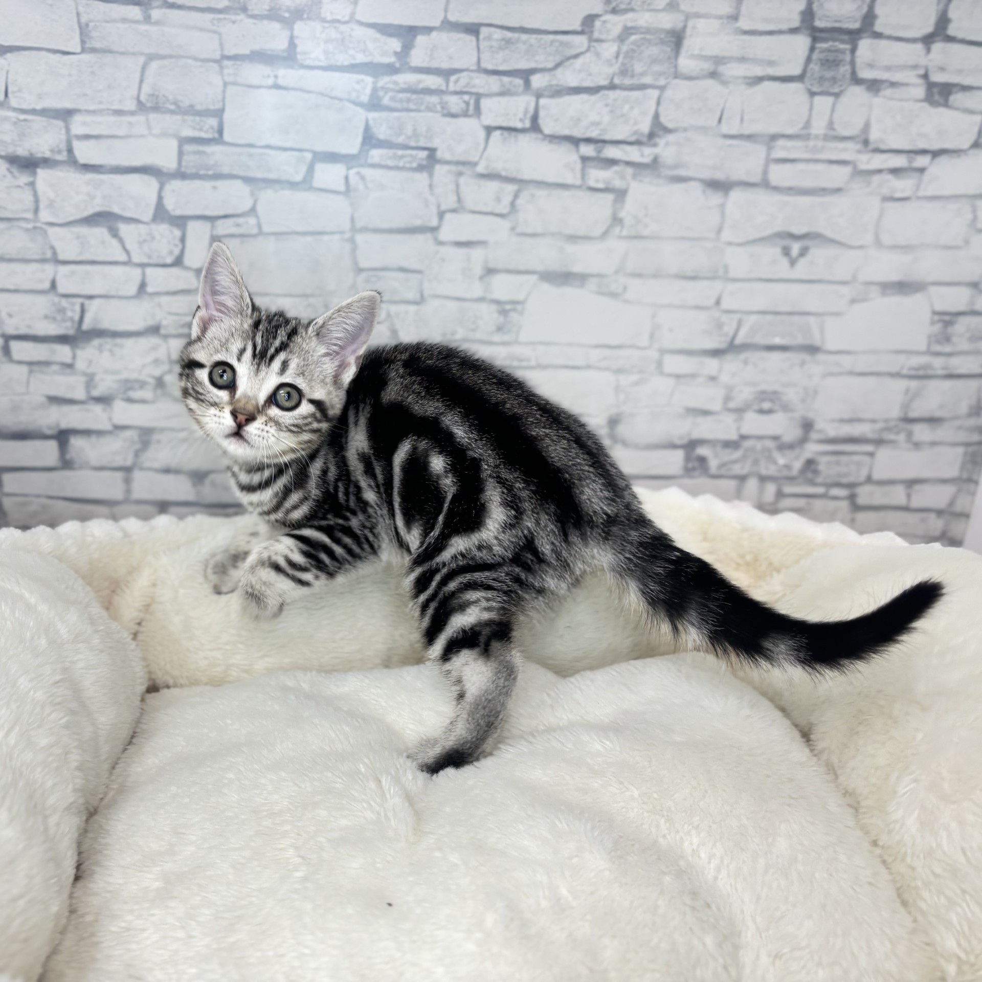 長野県のアメリカンショートヘアー (犬の家＆猫の里長野店/2025年12月2日生まれ/女の子/シルバータビー)の子猫の2枚目の画像