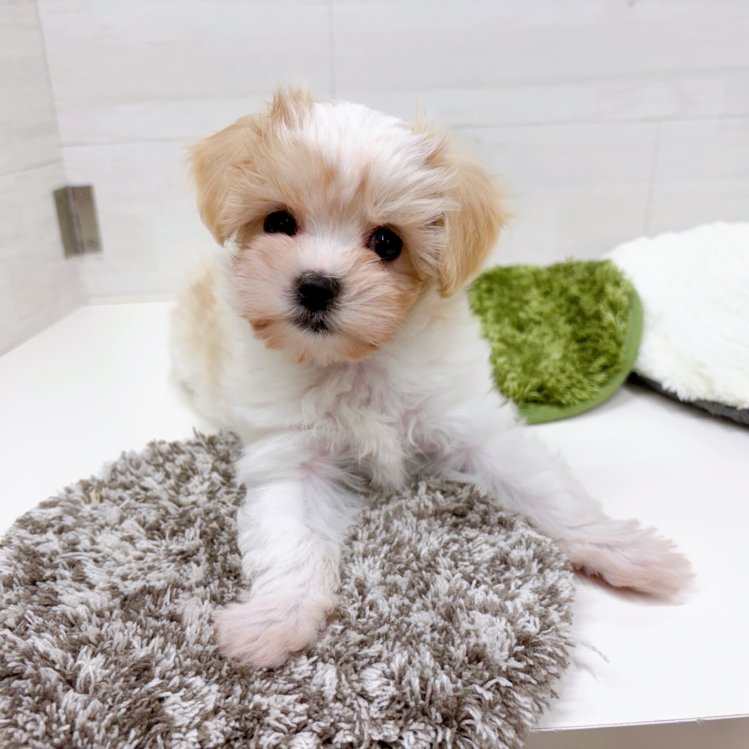 石川県のマルキャバ/キャバチーズ(マルチーズ×キャバリア) (犬の家＆猫の里アミーゴ金沢おこばた店/2025年12月6日生まれ/男の子/ブレンハイム)の子犬の2枚目の画像