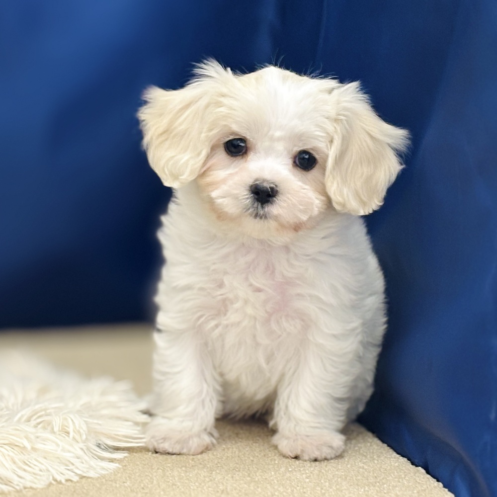 岐阜県のマルキャバ/キャバチーズ(マルチーズ×キャバリア) (犬の家＆猫の里中津川店/2025年12月6日生まれ/女の子/ブレンハイム)の子犬の2枚目の画像