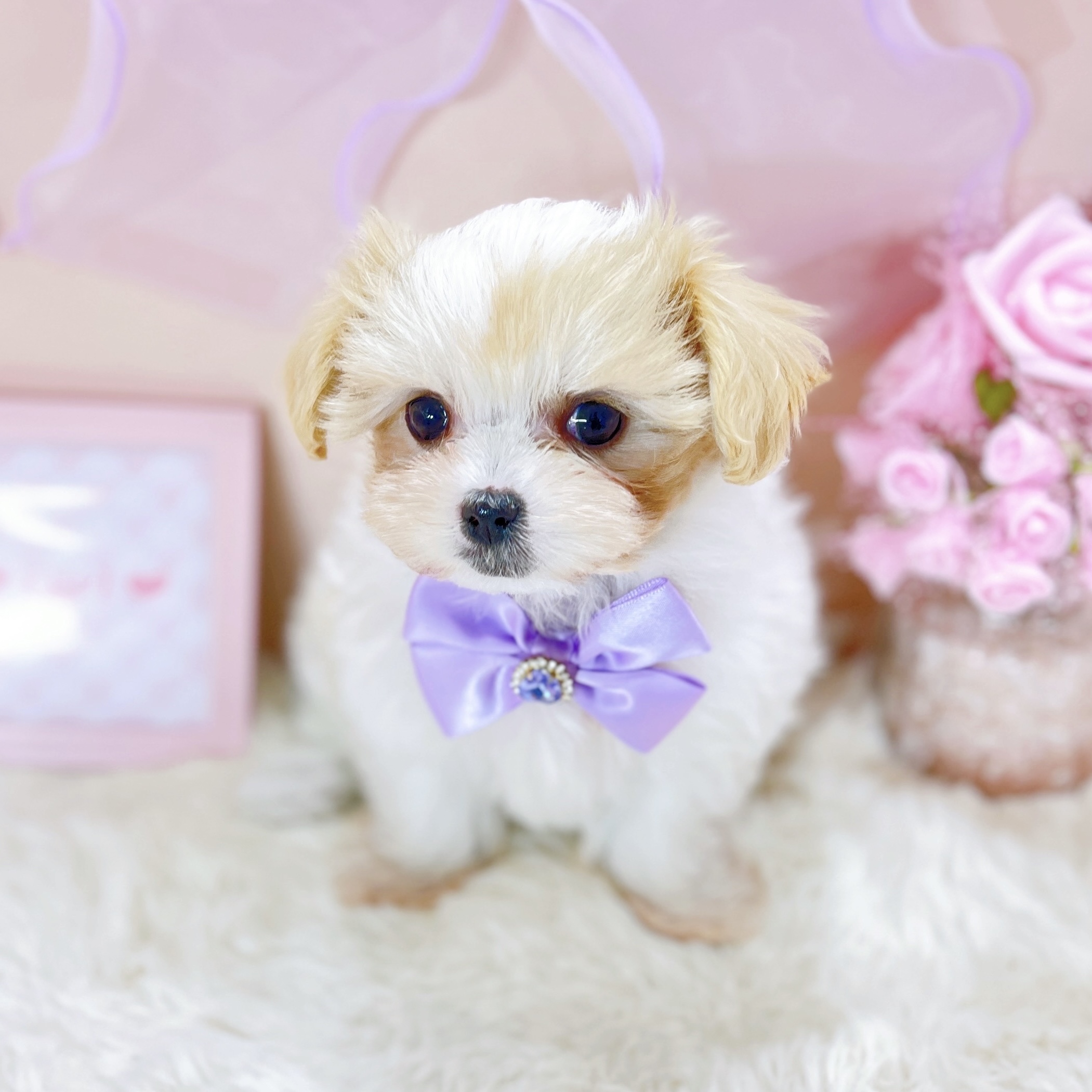 福井県のマルキャバ/キャバチーズ(マルチーズ×キャバリア) (犬の家＆猫の里アミーゴ福井大和田店/2025年12月6日生まれ/女の子/ブレンハイム)の子犬の2枚目の画像