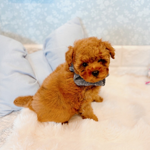 福井県のトイプードル(トイ) (犬の家＆猫の里福井店/2025年12月5日生まれ/男の子/レッドフォーン)の子犬の2枚目の画像