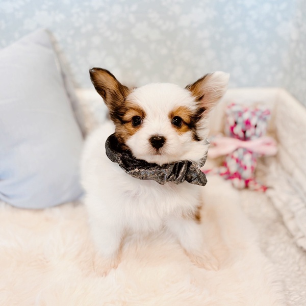 福井県のパピヨン (犬の家＆猫の里福井店/2025年12月8日生まれ/男の子/ホワイトブラウン)の子犬の2枚目の画像