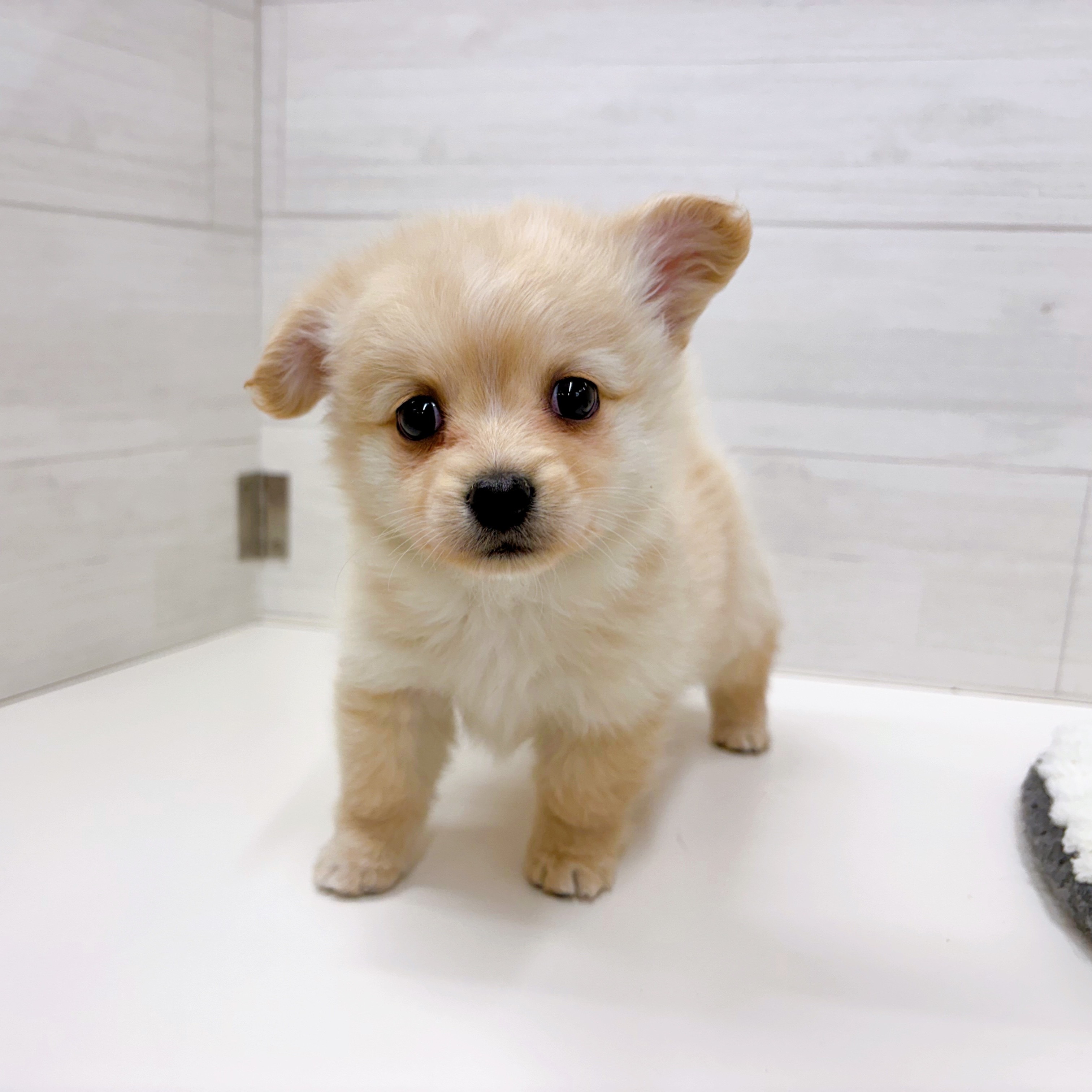 石川県のポメックス(ポメラニアン×ダックス) (犬の家＆猫の里アミーゴ金沢おこばた店/2025年12月5日生まれ/女の子/クリーム)の子犬の2枚目の画像