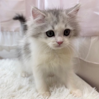 兵庫県のラガマフィン (犬の家＆猫の里カナート西神戸店/2025年11月13日生まれ/男の子/シルバータビーホワイト)の子猫の2枚目の画像