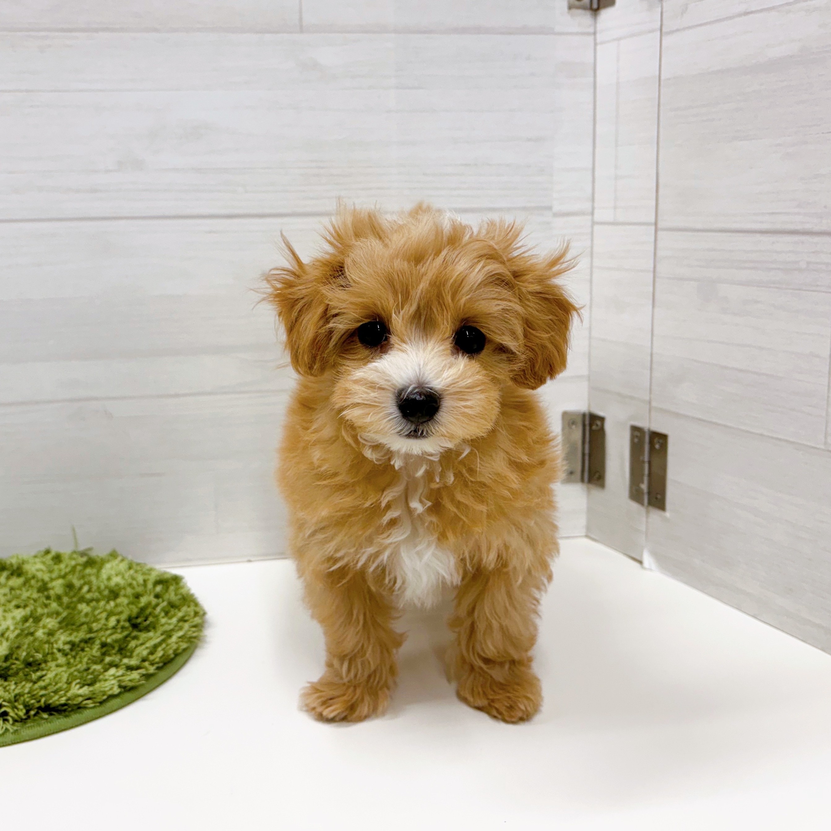 石川県のマルプー(マルチーズ×プードル) (犬の家＆猫の里アミーゴ金沢おこばた店/2025年12月1日生まれ/女の子/アプリコットホワイト)の子犬の2枚目の画像