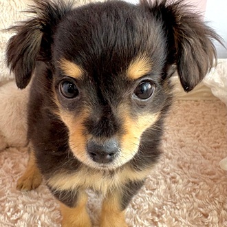 岡山県のチワックス(チワワ×ダックス) (犬の家＆猫の里倉敷中庄店/2025年12月1日生まれ/女の子/ブラックタン)の子犬の2枚目の画像