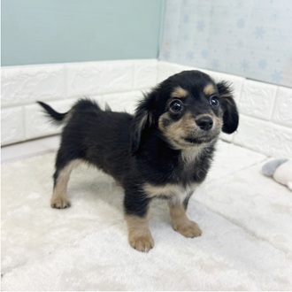 静岡県のチワックス(チワワ×ダックス) (犬の家＆猫の里マークイズ静岡店/2025年12月1日生まれ/男の子/ブラックタン)の子犬の2枚目の画像