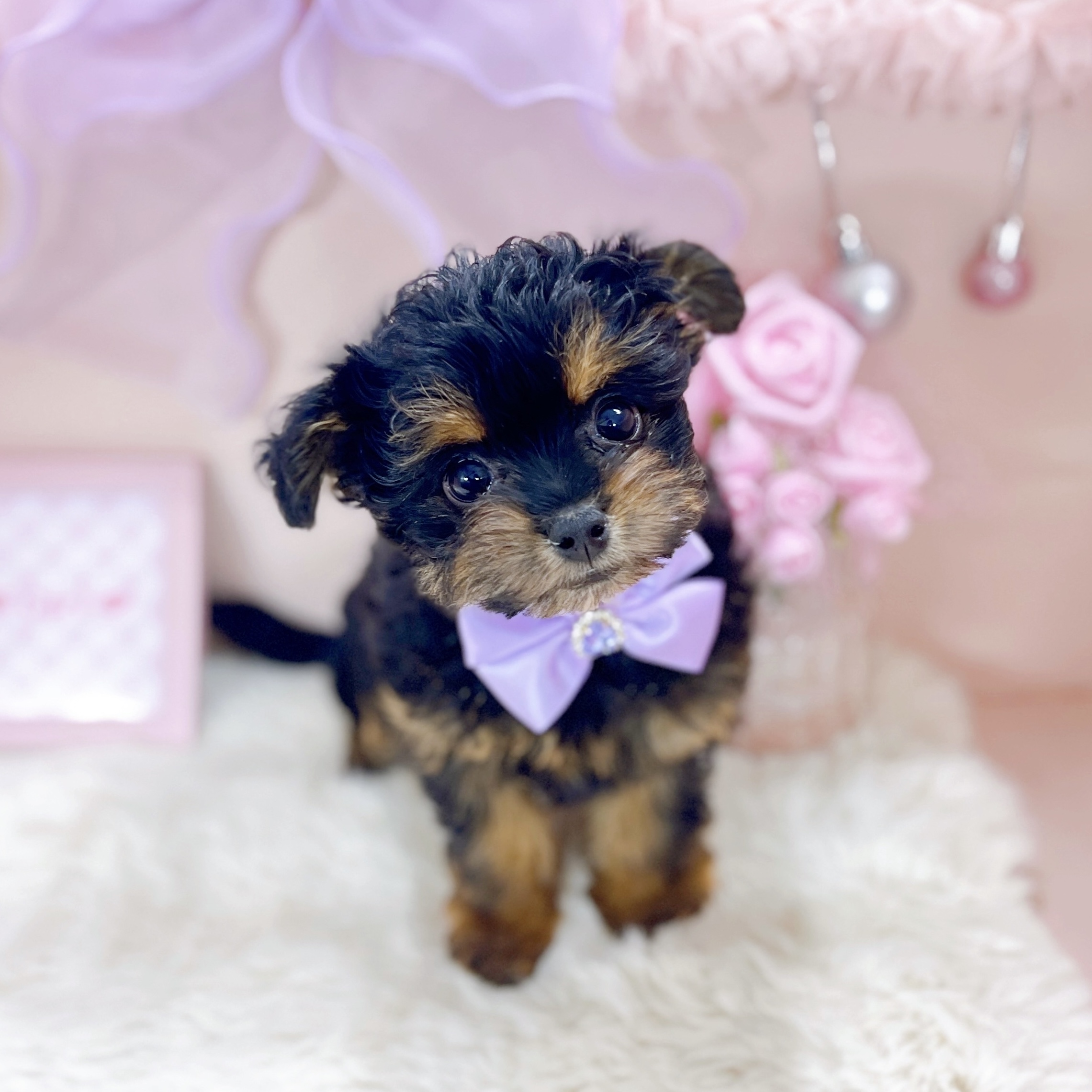 福井県のチワプー/プーチー(チワワ×プードル) (犬の家＆猫の里アミーゴ福井大和田店/2025年12月3日生まれ/女の子/ブラックタン)の子犬の2枚目の画像