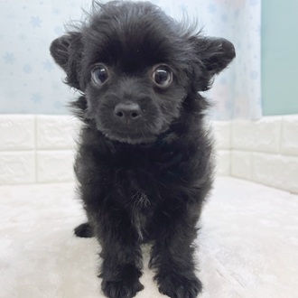 静岡県のチワプー/プーチー(チワワ×プードル) (犬の家＆猫の里マークイズ静岡店/2025年12月3日生まれ/女の子/ブラック)の子犬の2枚目の画像