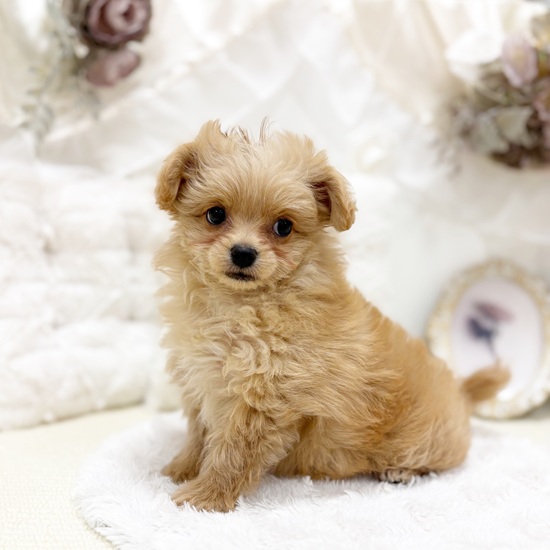 岐阜県のチワプー/プーチー(チワワ×プードル) (犬の家＆猫の里カラフルタウン岐阜店/2025年12月3日生まれ/女の子/アプリコット)の子犬の2枚目の画像