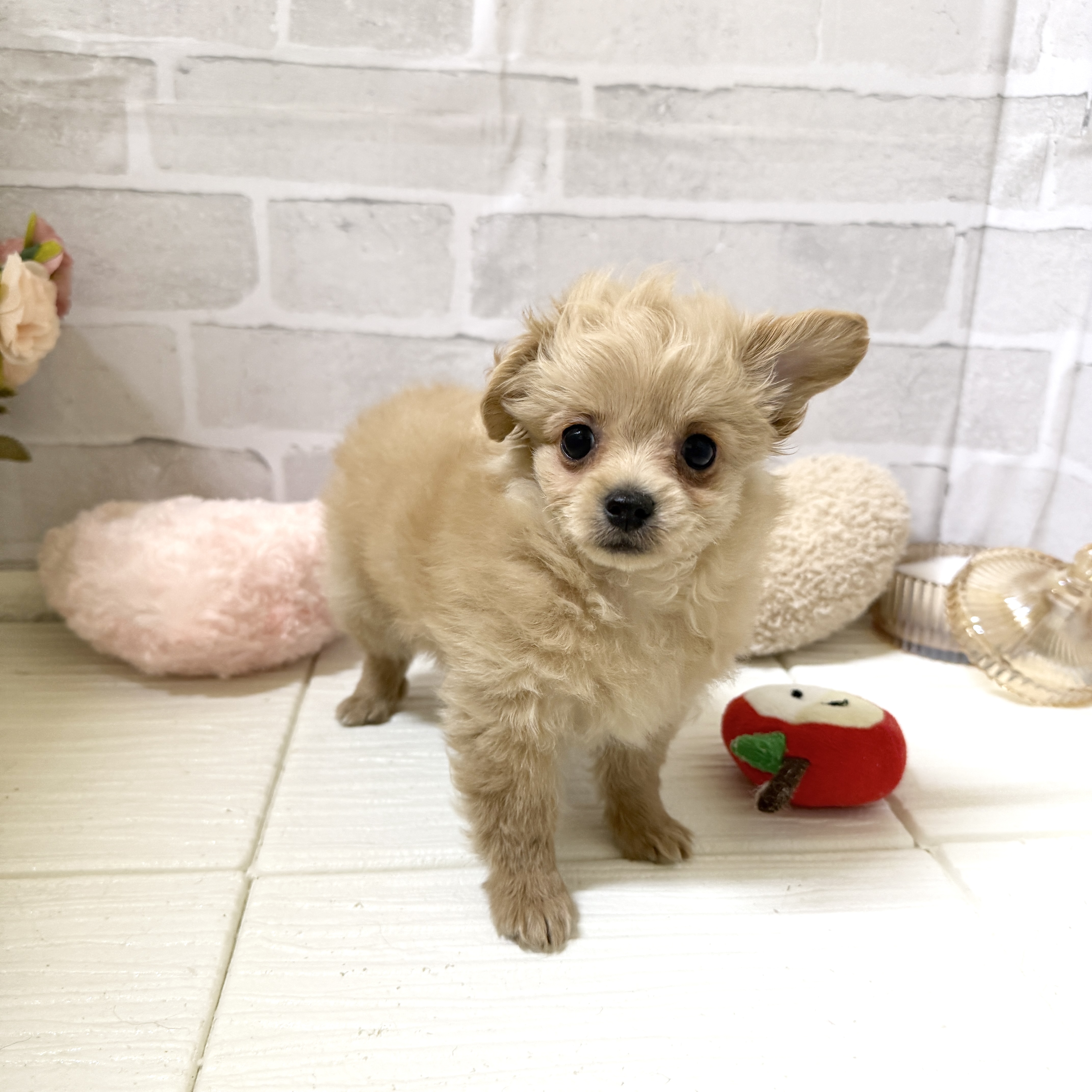 愛知県のチワプー/プーチー(チワワ×プードル) (犬の家＆猫の里岡崎店/2025年12月3日生まれ/男の子/アプリコット)の子犬の2枚目の画像