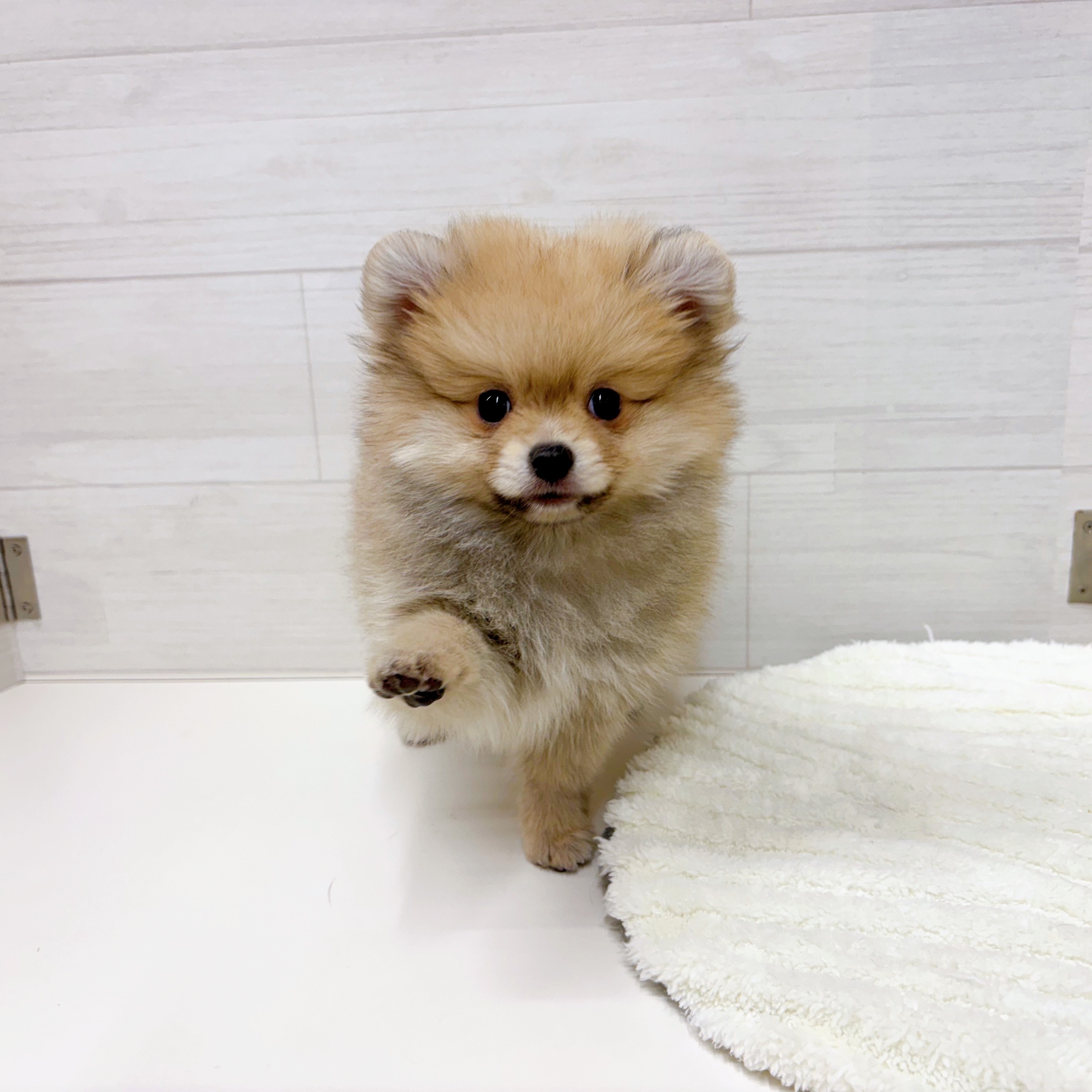 石川県のポメチワ/チワポメ/ポメチー(ポメラニアン×チワワ) (犬の家＆猫の里アミーゴ金沢おこばた店/2025年12月5日生まれ/男の子/フォーン)の子犬の2枚目の画像