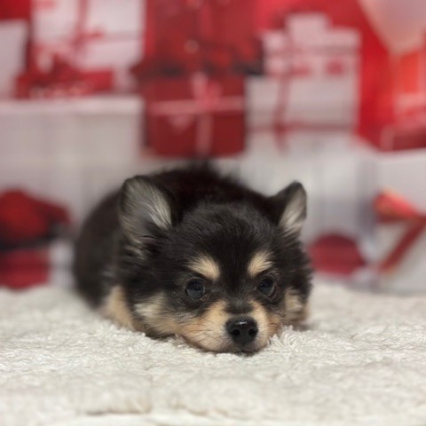 福岡県のポメチワ/チワポメ/ポメチー(ポメラニアン×チワワ) (犬の家＆猫の里トリアス久山店/2025年12月5日生まれ/男の子/ブラッククリーム)の子犬の2枚目の画像