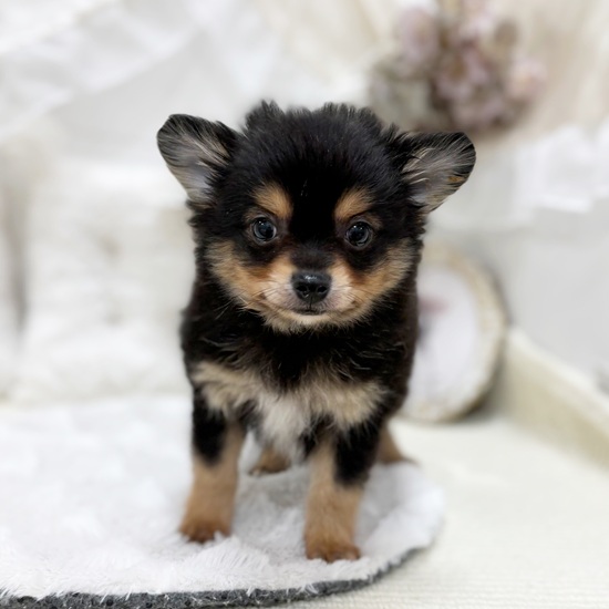 岐阜県のポメチワ/チワポメ/ポメチー(ポメラニアン×チワワ) (犬の家＆猫の里カラフルタウン岐阜店/2025年12月5日生まれ/男の子/ブラックタン)の子犬の2枚目の画像