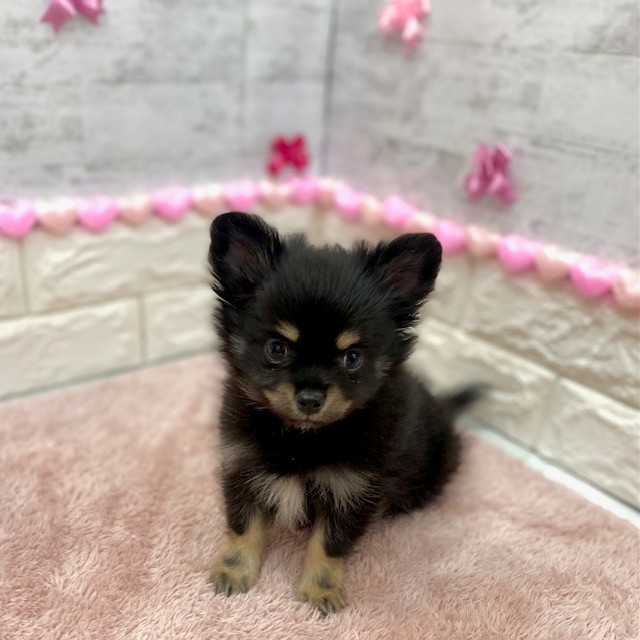 静岡県のポメチワ/チワポメ/ポメチー(ポメラニアン×チワワ) (犬の家＆猫の里プレ葉ウォーク浜北店/2025年12月5日生まれ/男の子/ブラックタン)の子犬の2枚目の画像