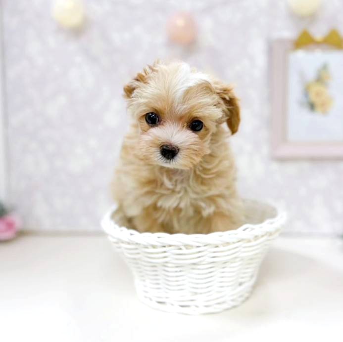 富山県のマルプー(マルチーズ×プードル) (犬の家＆猫の里アミーゴ高岡蓮花寺店/2025年12月7日生まれ/女の子/クリームホワイト)の子犬の2枚目の画像