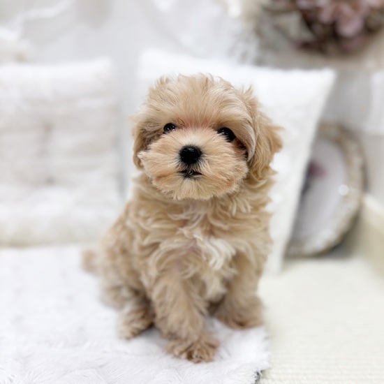 岐阜県のマルプー(マルチーズ×プードル) (犬の家＆猫の里カラフルタウン岐阜店/2025年12月7日生まれ/女の子/クリーム)の子犬の2枚目の画像