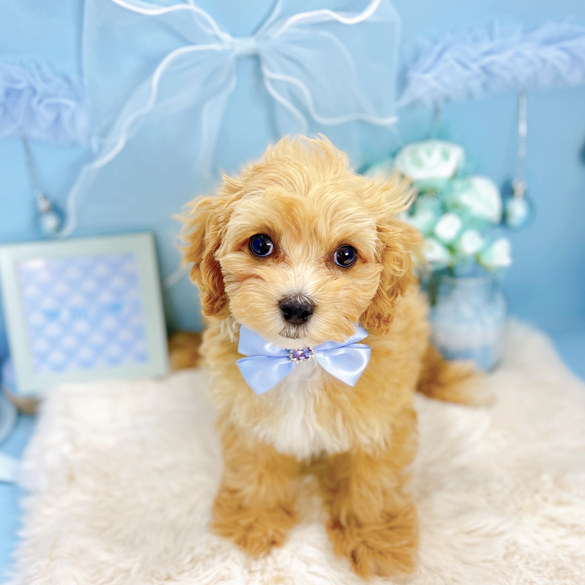 福井県のマルプー(マルチーズ×プードル) (犬の家＆猫の里アミーゴ福井大和田店/2025年12月4日生まれ/女の子/アプリコット)の子犬の2枚目の画像