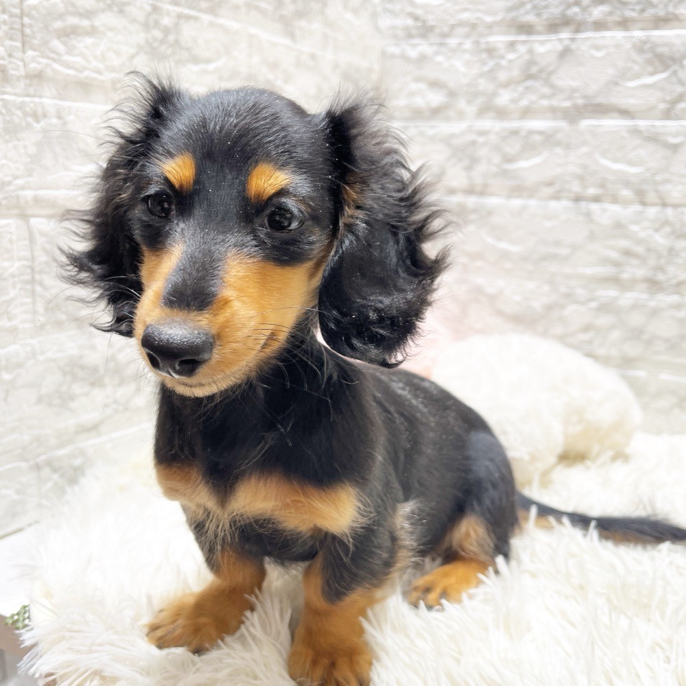 愛知県のミニチュアダックスフンド(ロング) (犬の家＆猫の里MiO香久山店/2025年12月4日生まれ/女の子/ブラックタン)の子犬の2枚目の画像