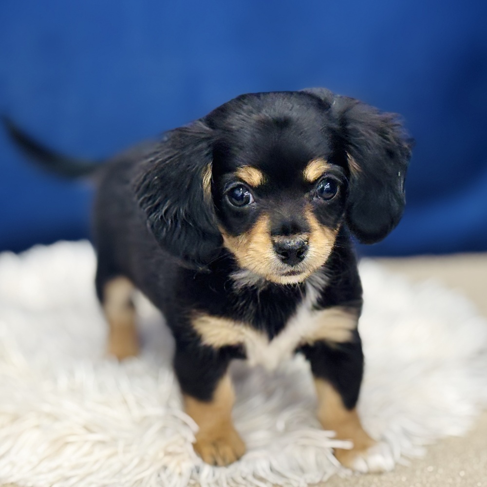 岐阜県のチワックス(チワワ×ダックス) (犬の家＆猫の里中津川店/2025年12月5日生まれ/女の子/ブラックタン)の子犬の2枚目の画像