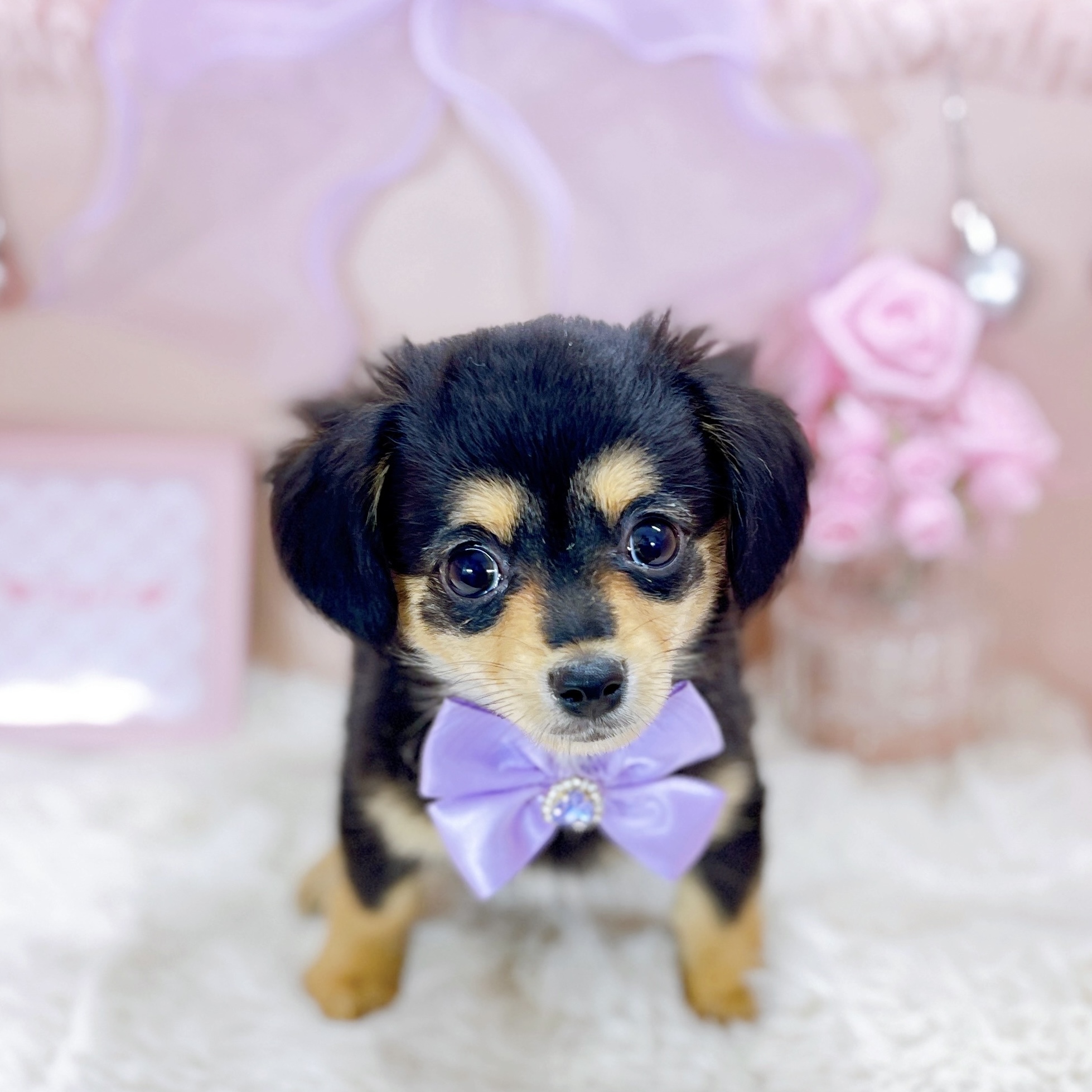 福井県のチワックス(チワワ×ダックス) (犬の家＆猫の里アミーゴ福井大和田店/2025年12月5日生まれ/女の子/ブラックタン)の子犬の2枚目の画像