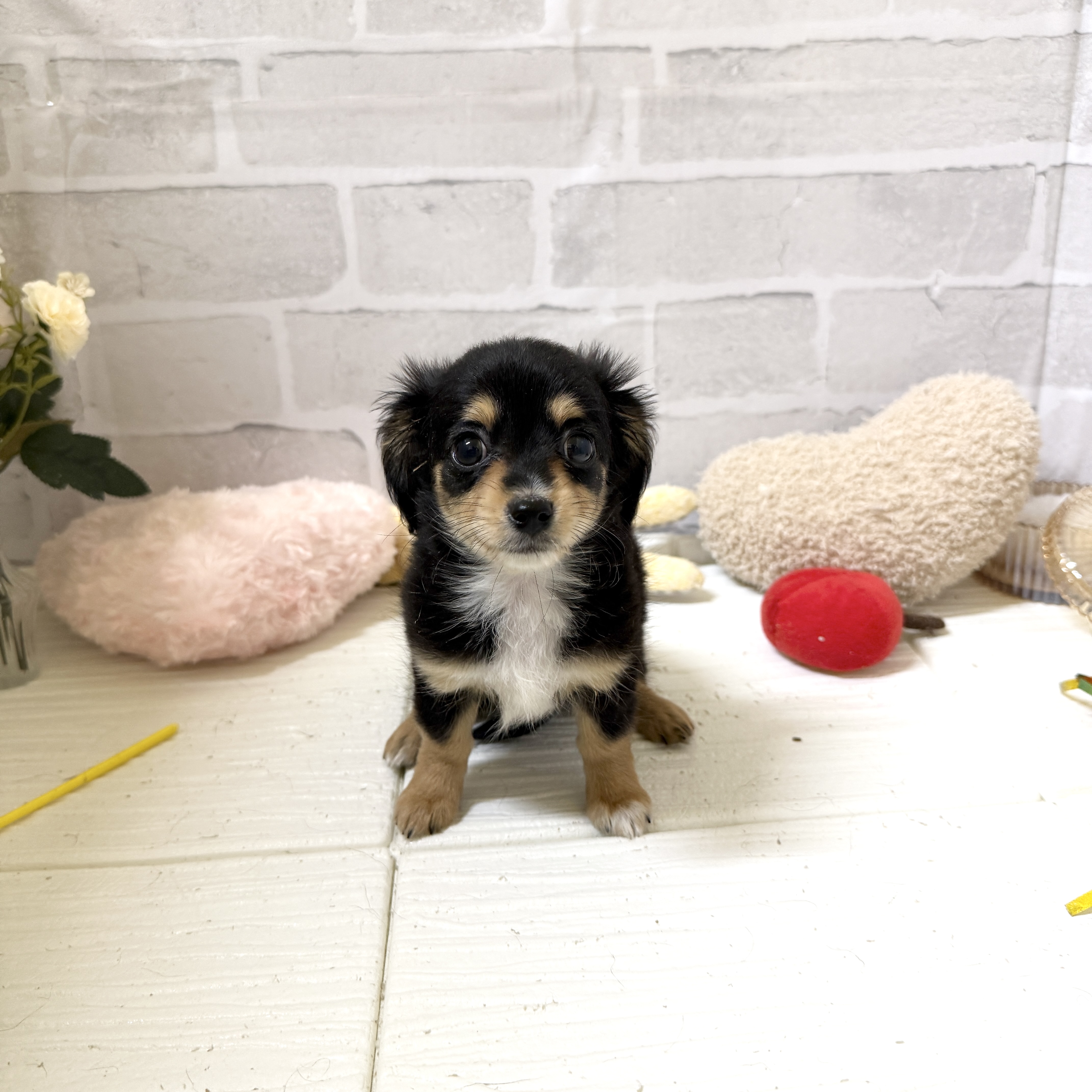 愛知県のチワックス(チワワ×ダックス) (犬の家＆猫の里岡崎店/2025年12月5日生まれ/女の子/ブラックタン)の子犬の2枚目の画像