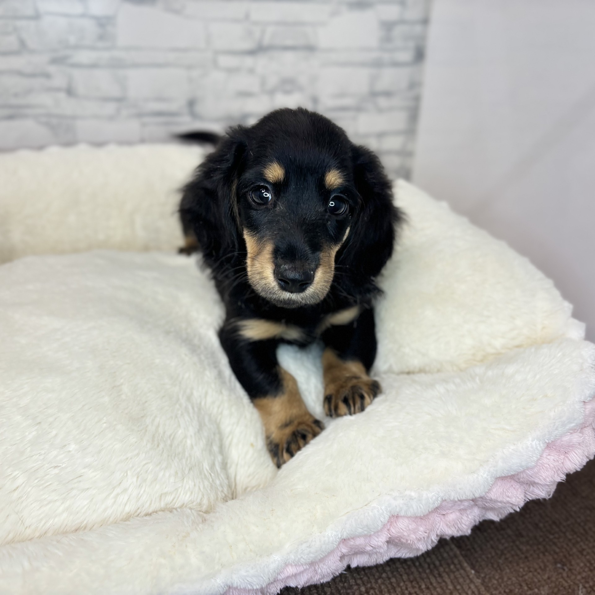 長野県のミニチュアダックスフンド(ロング) (犬の家＆猫の里長野店/2025年12月7日生まれ/男の子/ブラックタン)の子犬の2枚目の画像